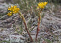 Sedum lanceolatum. 